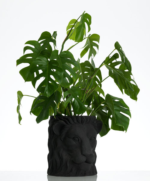 Large Lion Pot - Black