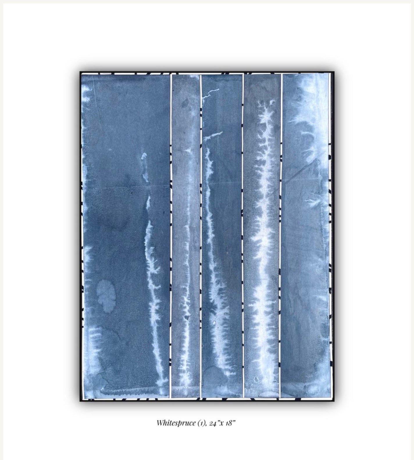 Whitespruce 1